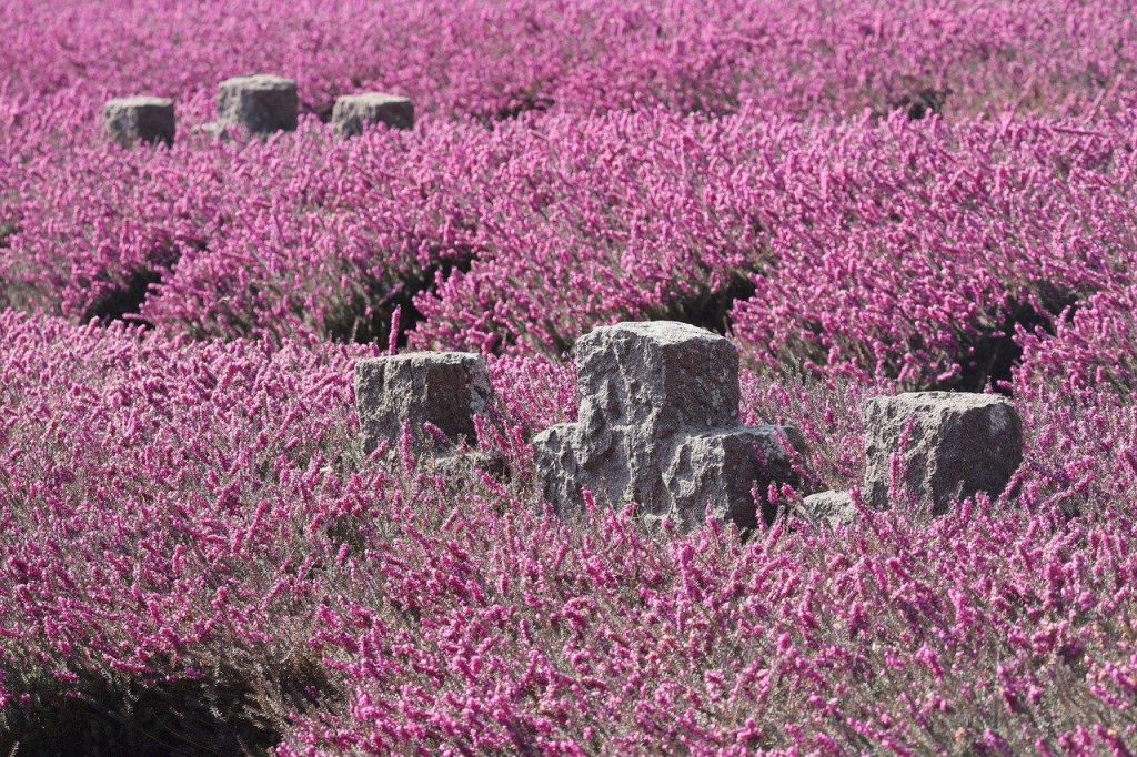 De begraafplaats in Leeuwarden met serene groenruimtes, historische monumenten en paden tussen de graven
