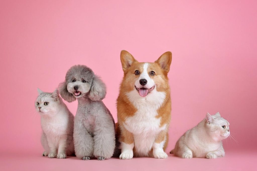 Dierenspeciaalzaak in Harderwijk met breed assortiment huisdierproducten, voeding en accessoires voor optimale verzorging