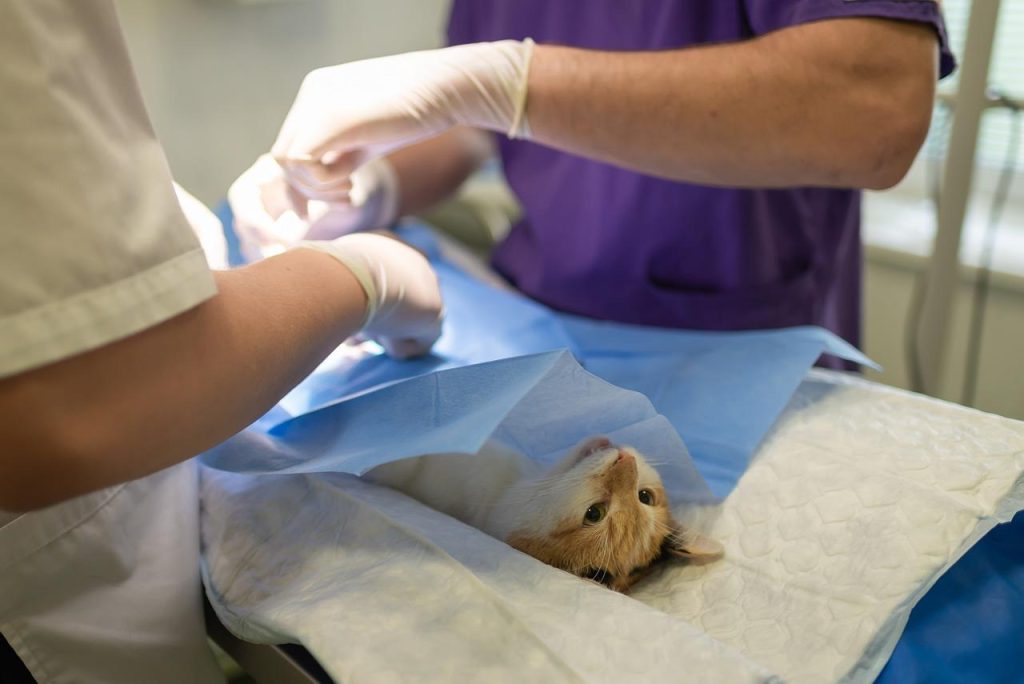 Dierenarts in Wijchen met professionele zorg voor gezonde en gelukkige huisdieren