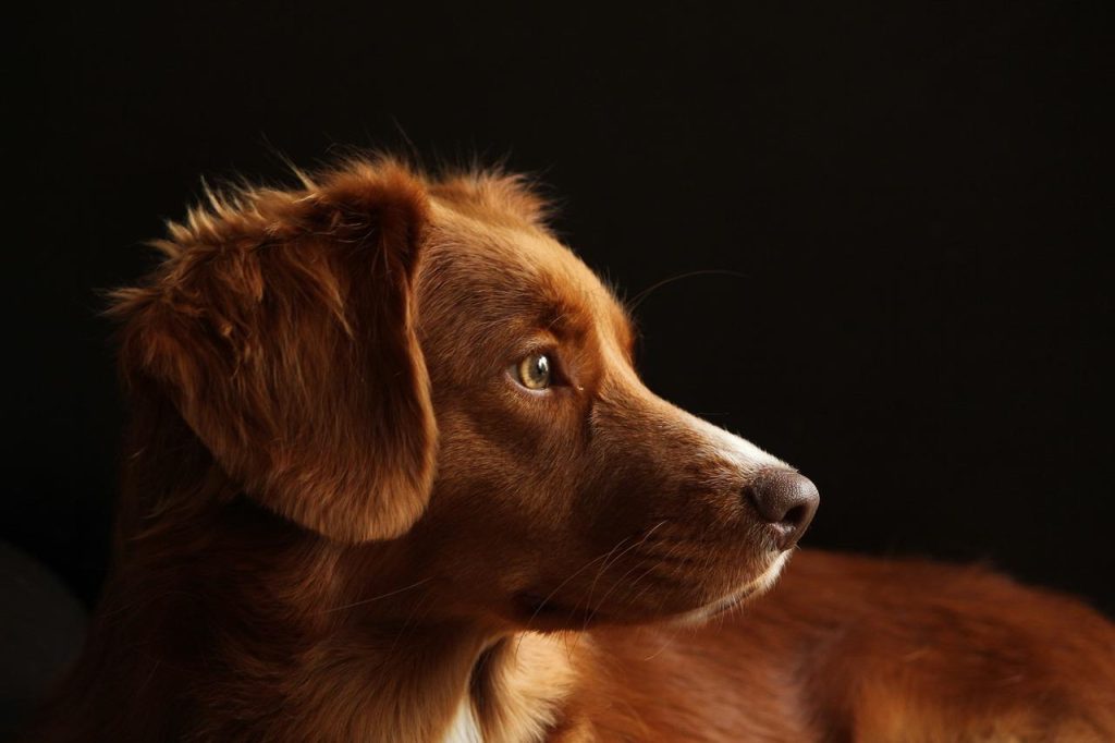 Interieur dierenwinkel in Maassluis met premium voeding en speelgoed voor huisdieren