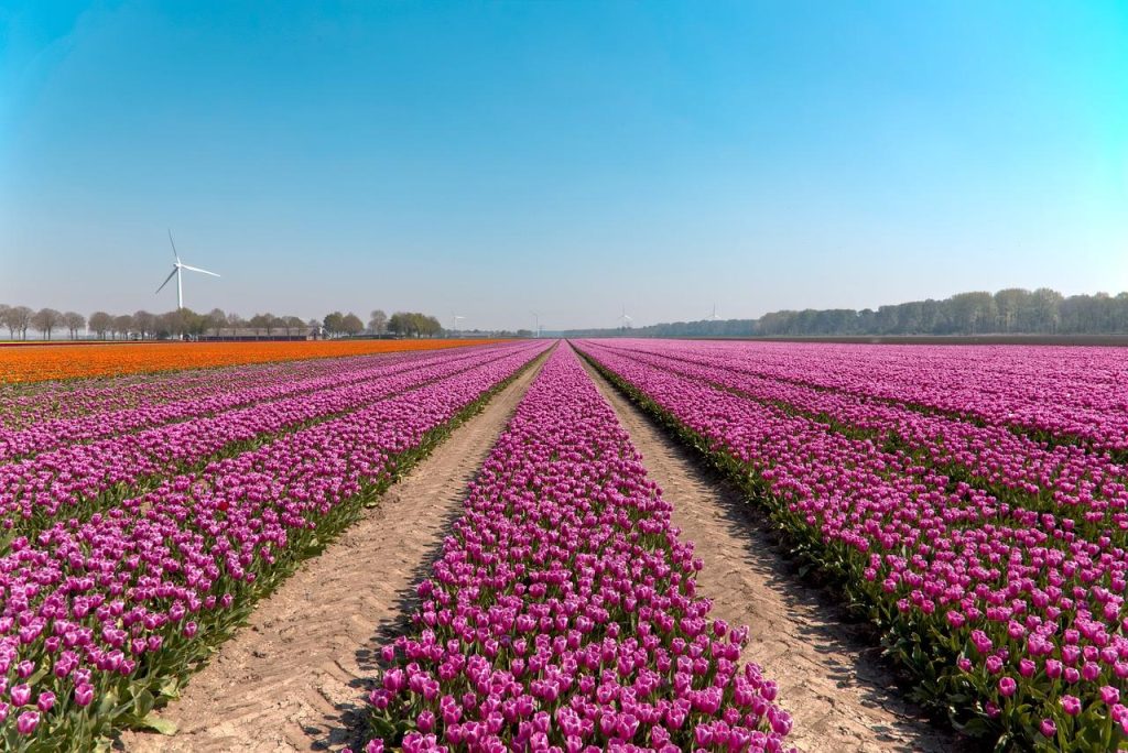 Infographic toont ecologische effecten van industriële activiteiten in Nederland met broeikasgassen en watervervuiling